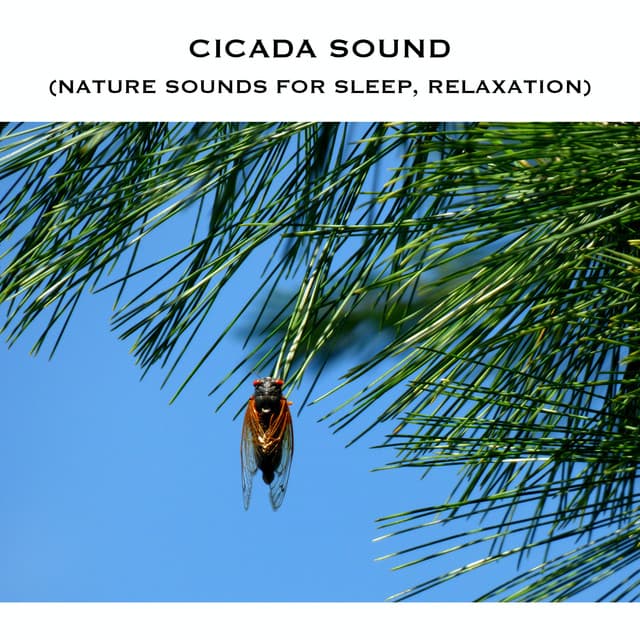 Cicada Sound (Nature Sounds for Sleep, Relaxation)