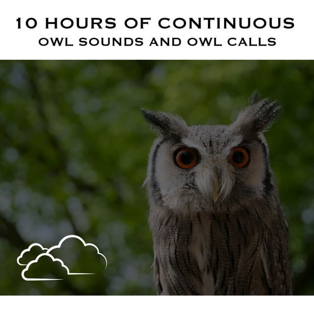 10 Hours of Continuous Owl Sounds and Owl Calls