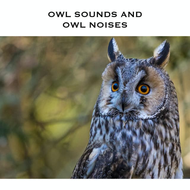 Owl Sounds and Owl Noises