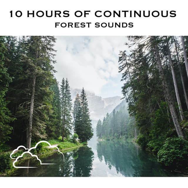 10 Hours of Continuous Forest Sounds