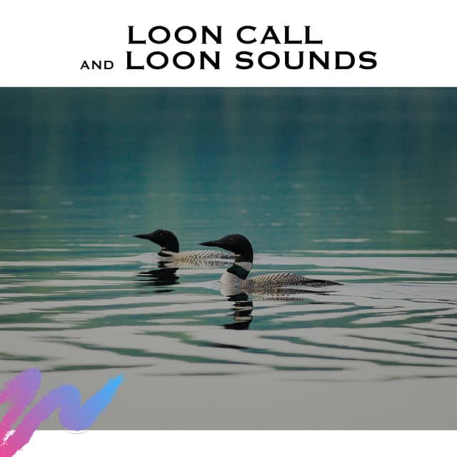 Loon Call and Loon Sounds
