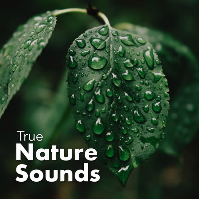 True Nature Sounds